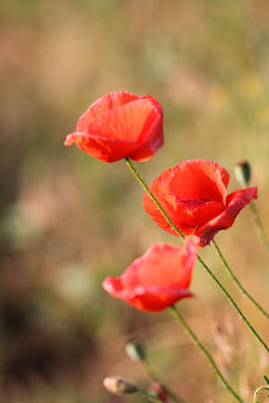 Beautiful red poppies on the fieldの写真素材