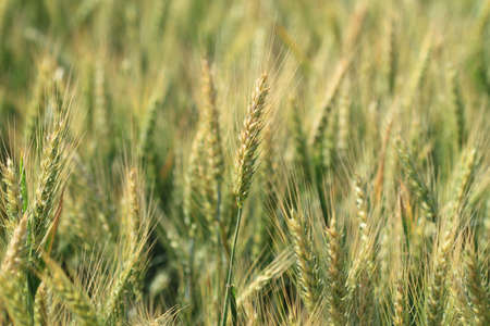 Young wheat on the fieldの写真素材