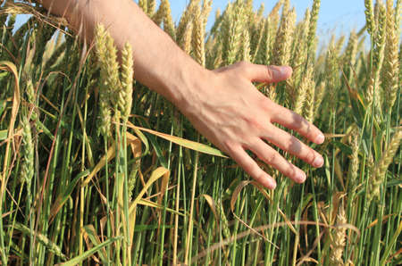 Hand of the man in the wheat fieldの写真素材