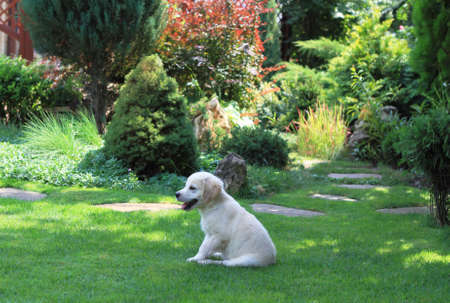 Golden retriever puppy in the summer gardenの写真素材