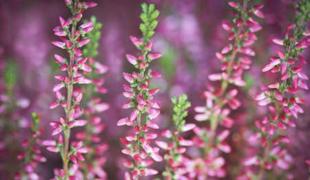 Field of violet and pink heather. Close upの写真素材