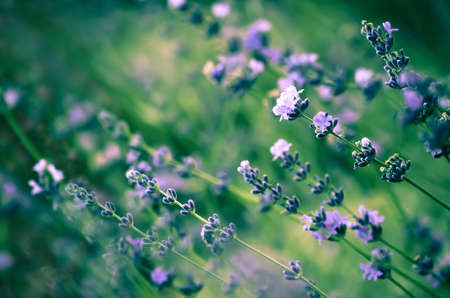 Lavender. A summer meadow.Wild flowersの写真素材