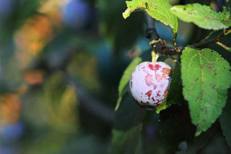 Juicy ripe plum on a tree ready for picking. Autumnの写真素材