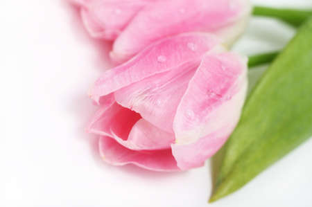 Happy Valentine's Day greeting card with tulips の写真素材
