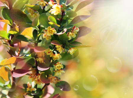 Berberis ottawensis supera's blossoming bush. Springの写真素材