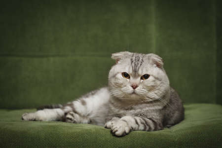 Portrait of the scottish fold cat on green sofaの写真素材