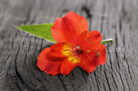 Red orchid flower on the wooden backgroundの写真素材
