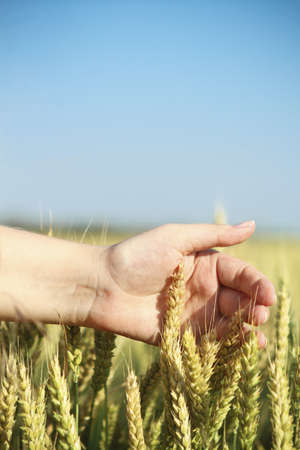 Woman running her hand through some wheat in a fieldの写真素材