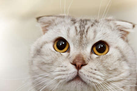 Close up portrait of hungry gray scottish cat の写真素材