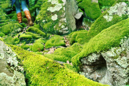 Mossy large rocks in the forest and walking womanの写真素材