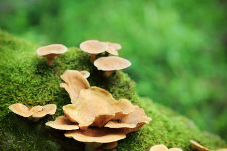 Close up image of the small mushrooms in the forestの写真素材