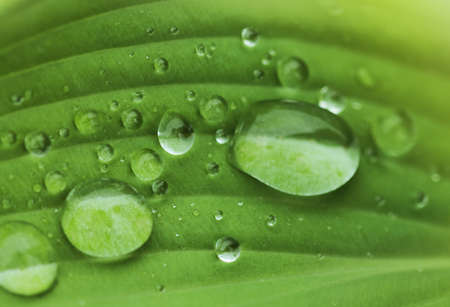 Green leaf with water drops. Close upの写真素材