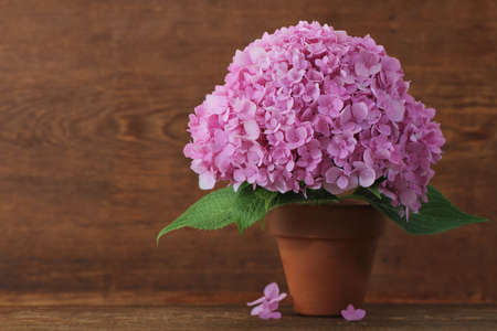 Blossoming pink hydrangea in pot on the wooden backgroundの写真素材