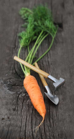 Carrot with garden tools on the wooden backgroundの写真素材