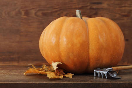 Pumpkin with garden tools on the wooden backgroundの写真素材