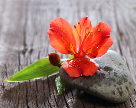 Red orchid flower on the wooden background. Spa conceptの写真素材