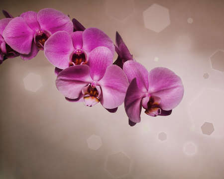Pink orchid over brown background with bokeh in retro styleの写真素材