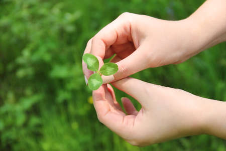 Clover in female hand in sunny spring dayの写真素材