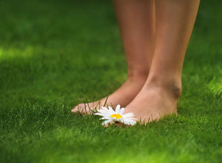 Woman legs with a daisy on the green grassの写真素材