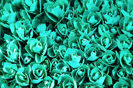 Green neon natural spring close up background の写真素材