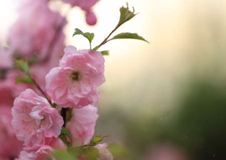 Spring blossom of pink sakura against evening skyの写真素材