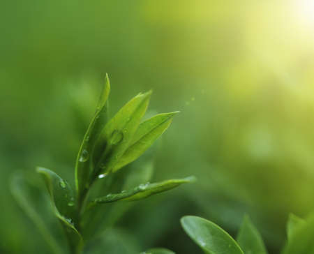 Tea plantation close up background after the rainの写真素材