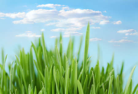 Fresh spring bokeh abstract background. Green grass over blue skyの写真素材