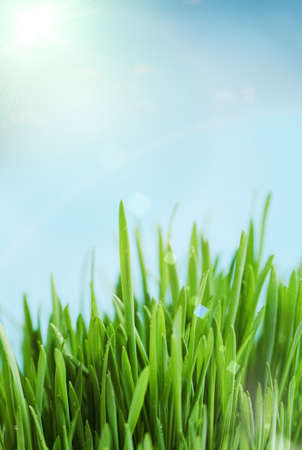 Fresh spring bokeh abstract background. Green grass over blue skyの写真素材