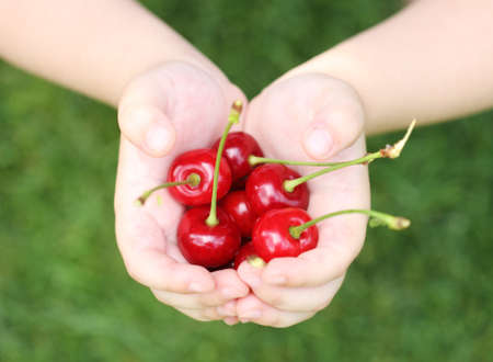 
Some sweet cherries in hand of the child. Outdoorsの写真素材