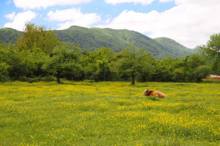 Brown Swiss Cow on the spring field in the Alps Mountain Rangeの写真素材