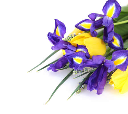 Beautiful dark purple iris flower, tulips and muscari isolated on white backgroundの写真素材