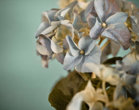 Close-up of a blue hydrangea plant  in retro style