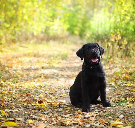 Black labrador retriever puppy in the autumn forest
の写真素材
