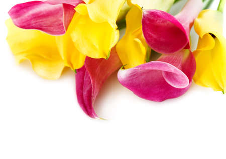 Bunch of yellow and pink cala lilies isolated on whiteの写真素材