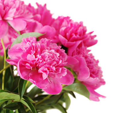 Pink peony flowers isolated on white. Close upの写真素材