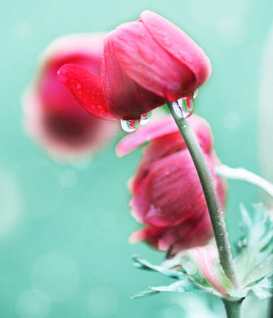 Beautiful poppies on the  field in rainy dayの写真素材