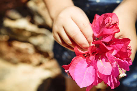 Hand of a child with bunch of bougainvillea
