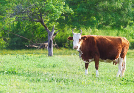 Close up portrait of the white and brown cow on green meadow isolated の写真素材