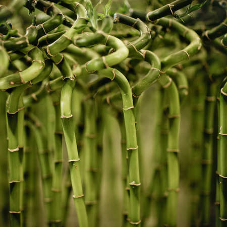 Bamboo background. Shallow DOF. Close upの写真素材