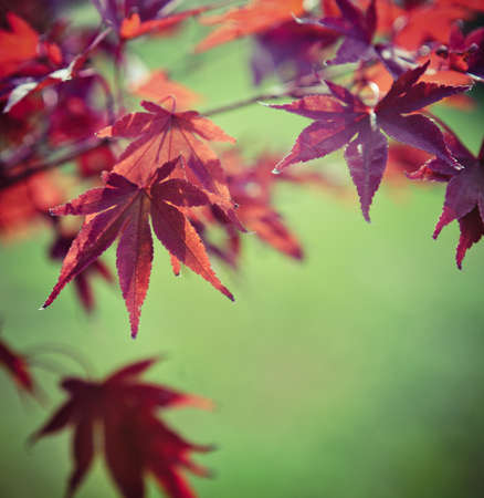 Red maple leaves over autumnの写真素材