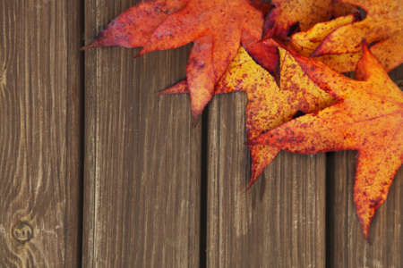Autumn wooden with maple leaves