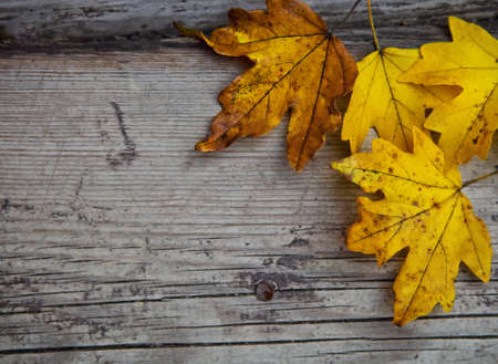 Autumn wooden with maple leavesの写真素材