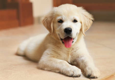 Golden Labrador retriever puppy indoor 