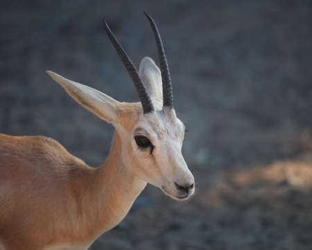 Gazelle. Arabian Wildlife in natural habitat. UAEの写真素材