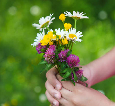 Daisies in hands of a child. Sunny spring background. Close up. Harmony conceptの写真素材