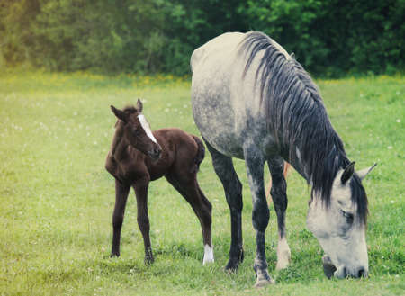 Newborn baby horse with mother on the green grass. Springtimeの写真素材