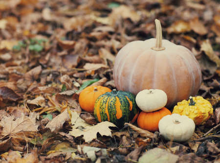 Pumpkins still life with defocused colorful leaves in the backgroundの写真素材