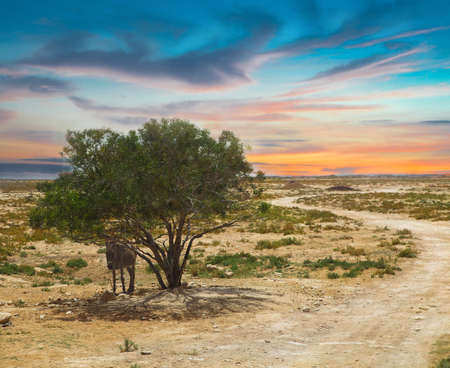 Tunisian landscape with lonely tree and donkeyの写真素材