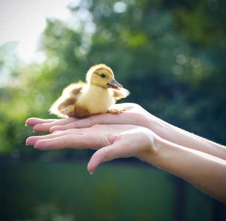 Woman holding yellow duckling outdoors at green nature backgroundの写真素材