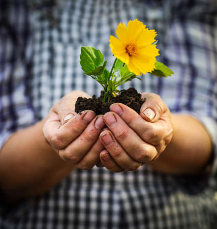 Woman holding a green young plant with yellow flower in her hands. Spring and ecology concept